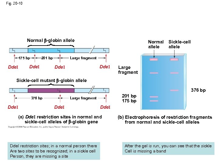 Fig. 20 -10 Normal -globin allele 175 bp Dde. I Sickle-cell allele Large fragment