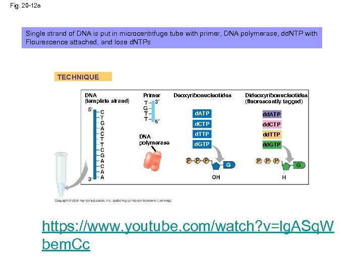 Fig. 20 -12 a Single strand of DNA is put in microcentrifuge tube with