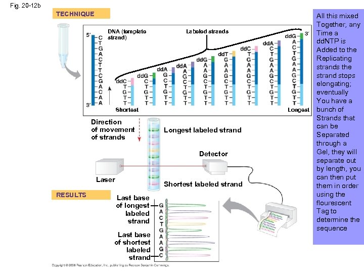 Fig. 20 -12 b TECHNIQUE DNA (template strand) Labeled strands Shortest Direction of movement