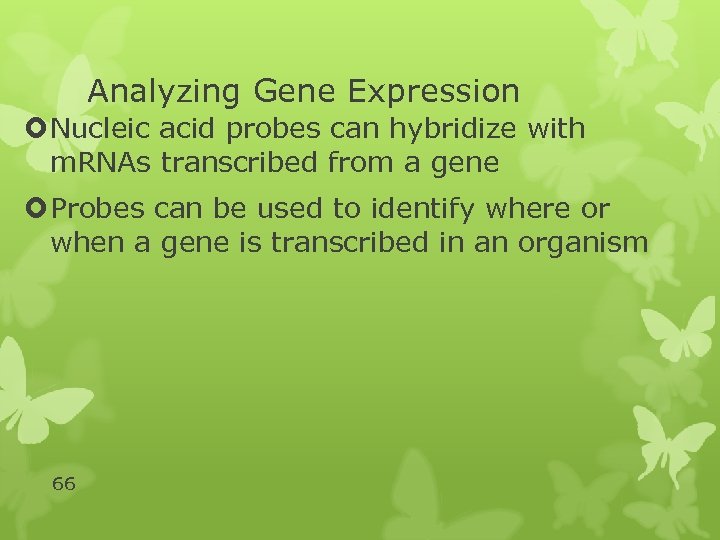 Analyzing Gene Expression Nucleic acid probes can hybridize with m. RNAs transcribed from a