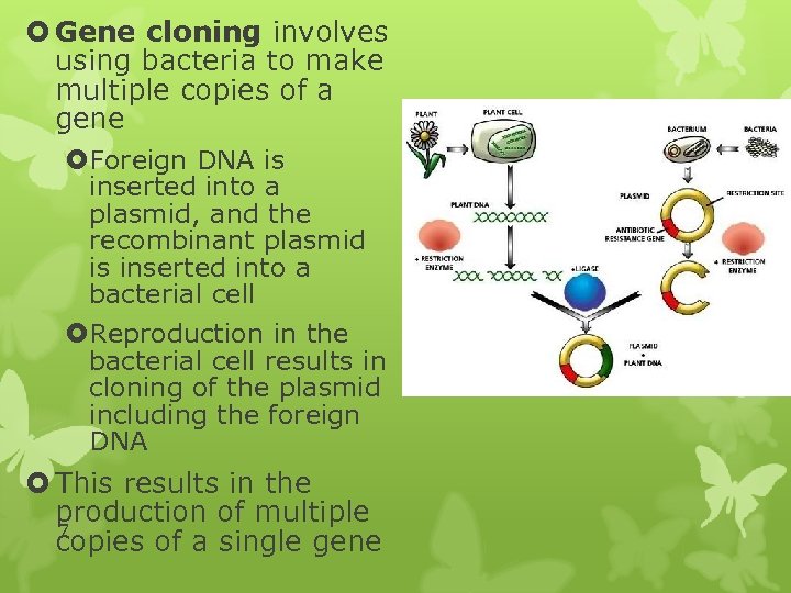  Gene cloning involves using bacteria to make multiple copies of a gene Foreign