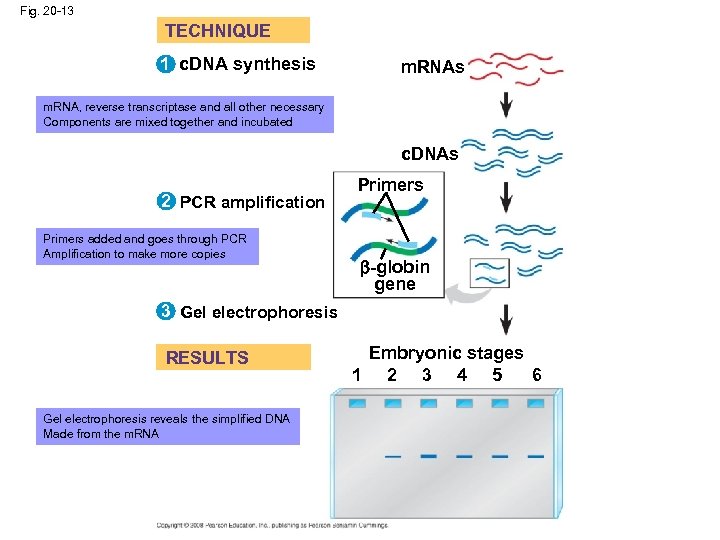 Fig. 20 -13 TECHNIQUE 1 c. DNA synthesis m. RNA, reverse transcriptase and all