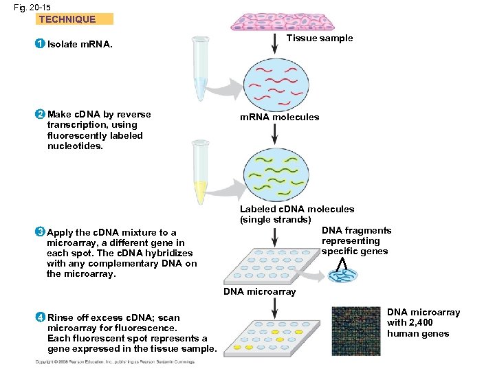 Fig. 20 -15 TECHNIQUE 1 Isolate m. RNA. 2 Make c. DNA by reverse