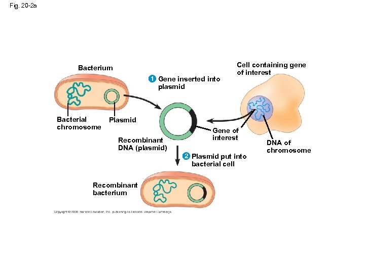 Fig. 20 -2 a Bacterium 1 Gene inserted into Cell containing gene of interest
