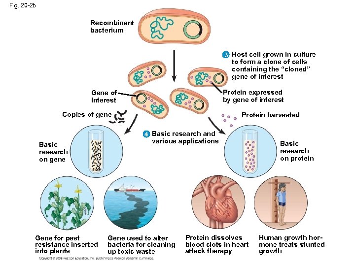 Fig. 20 -2 b Recombinant bacterium 3 Host cell grown in culture to form