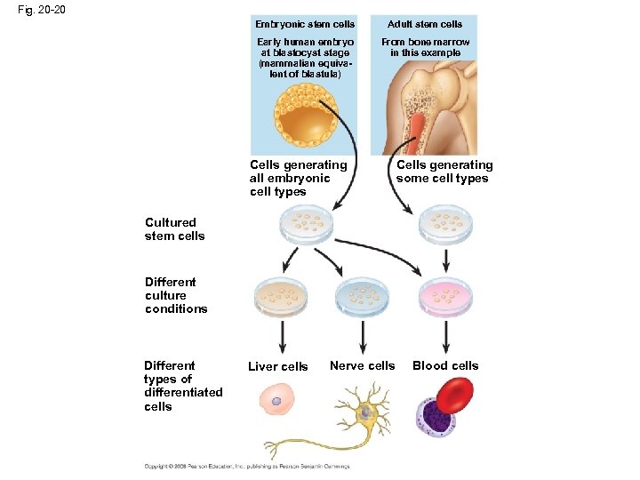 Fig. 20 -20 Embryonic stem cells Adult stem cells Early human embryo at blastocyst