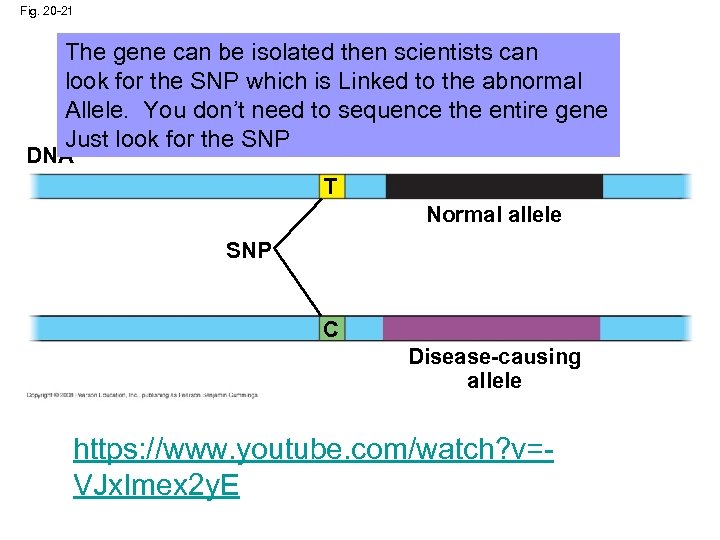 Fig. 20 -21 The gene can be isolated then scientists can look for the