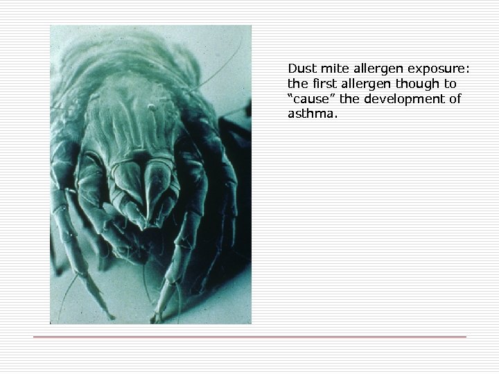 Dust mite allergen exposure: the first allergen though to “cause” the development of asthma.