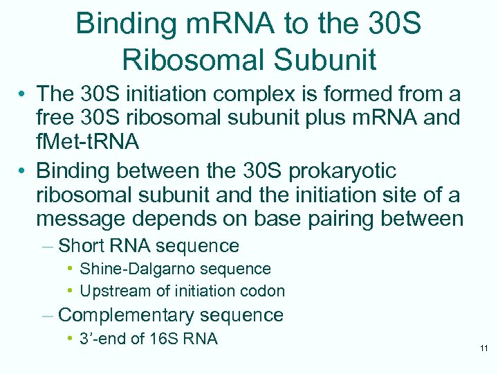 Binding m. RNA to the 30 S Ribosomal Subunit • The 30 S initiation