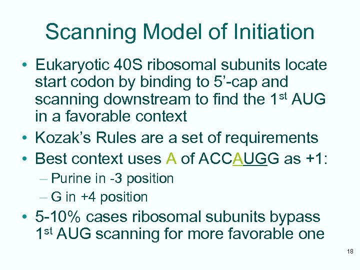 Scanning Model of Initiation • Eukaryotic 40 S ribosomal subunits locate start codon by