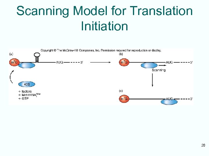 Scanning Model for Translation Initiation 20 