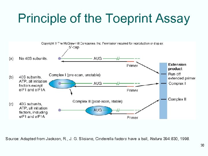 Principle of the Toeprint Assay Source: Adapted from Jackson, R. , J. G. Sliciano,