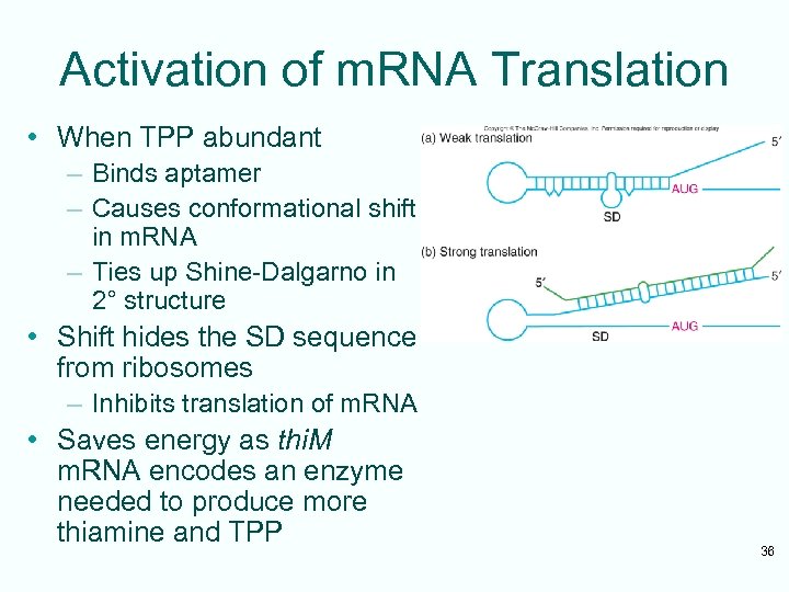 Activation of m. RNA Translation • When TPP abundant – Binds aptamer – Causes