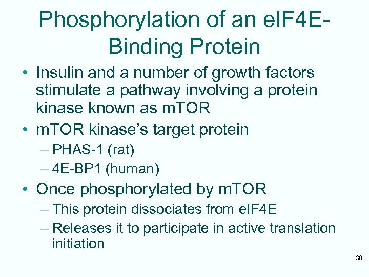 Phosphorylation of an e. IF 4 EBinding Protein • Insulin and a number of