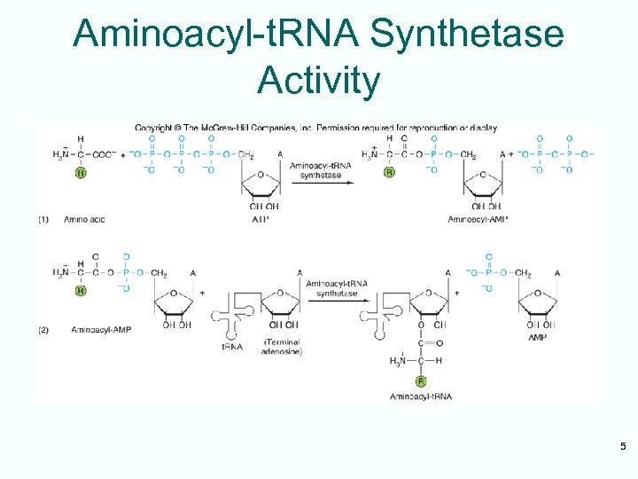 Aminoacyl-t. RNA Synthetase Activity 5 