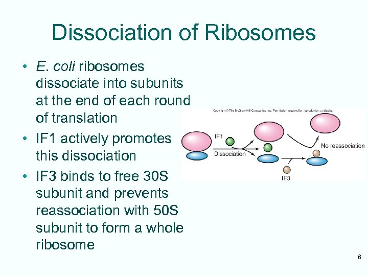 Dissociation of Ribosomes • E. coli ribosomes dissociate into subunits at the end of