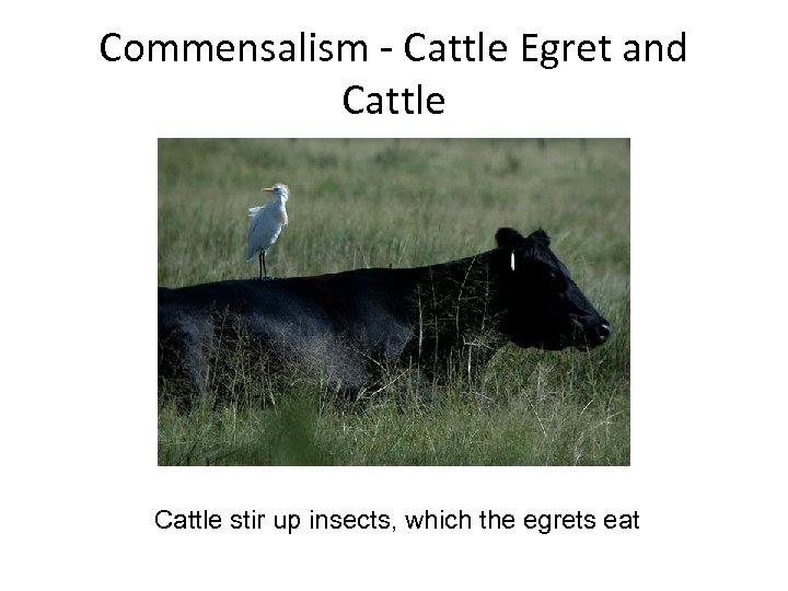 Commensalism - Cattle Egret and Cattle stir up insects, which the egrets eat 