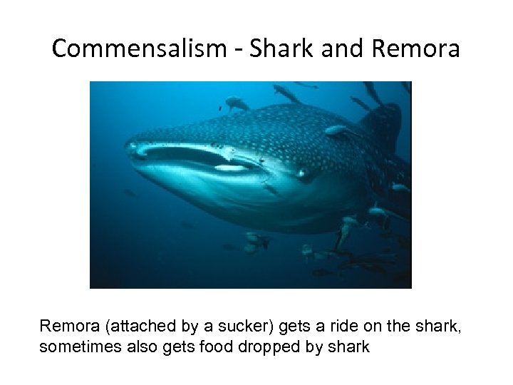Commensalism - Shark and Remora (attached by a sucker) gets a ride on the