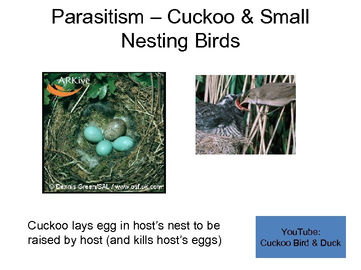 Parasitism – Cuckoo & Small Nesting Birds Cuckoo lays egg in host’s nest to