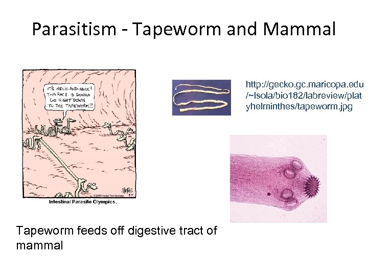 Parasitism - Tapeworm and Mammal http: //gecko. gc. maricopa. edu /~lsola/bio 182/labreview/plat yhelminthes/tapeworm. jpg