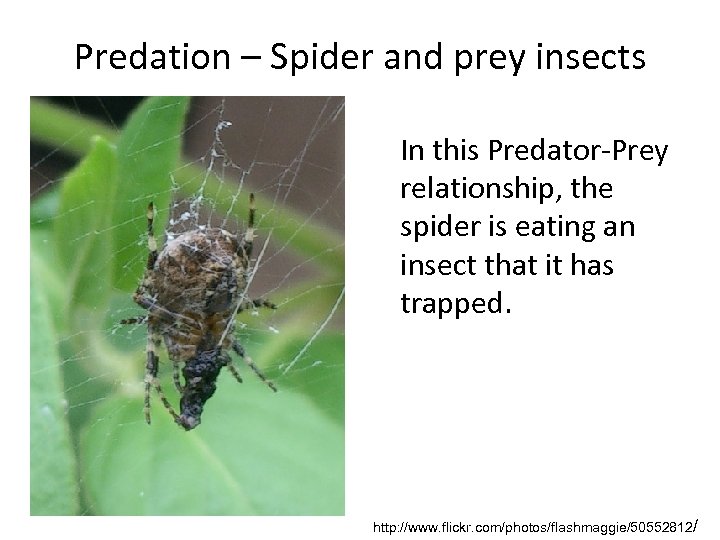 Predation – Spider and prey insects In this Predator-Prey relationship, the spider is eating