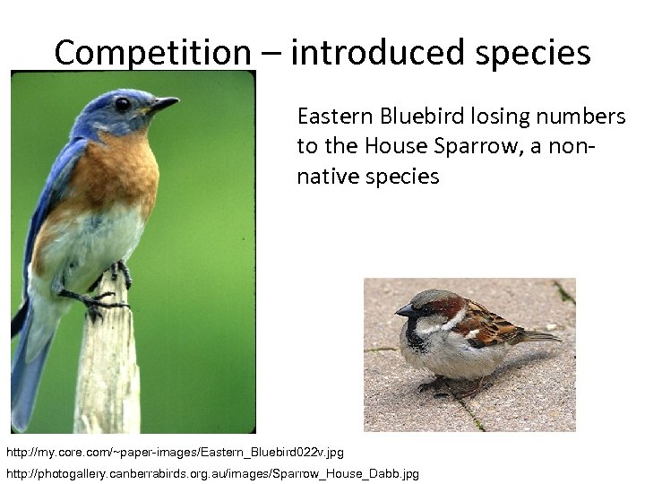 Competition – introduced species Eastern Bluebird losing numbers to the House Sparrow, a nonnative