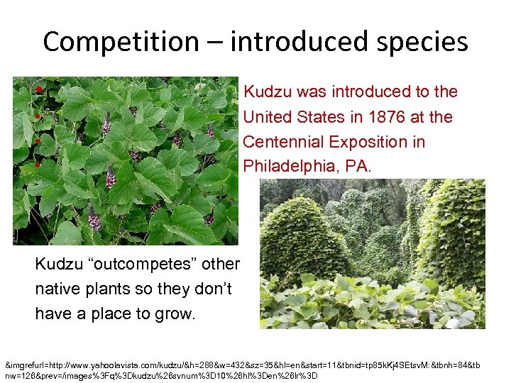 Competition – introduced species • Kudzu was introduced to the • • • United
