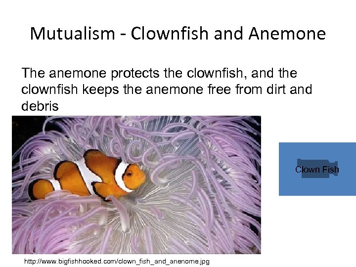 Mutualism - Clownfish and Anemone The anemone protects the clownfish, and the clownfish keeps