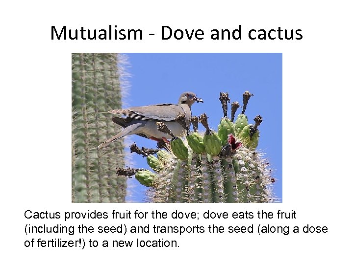Mutualism - Dove and cactus Cactus provides fruit for the dove; dove eats the