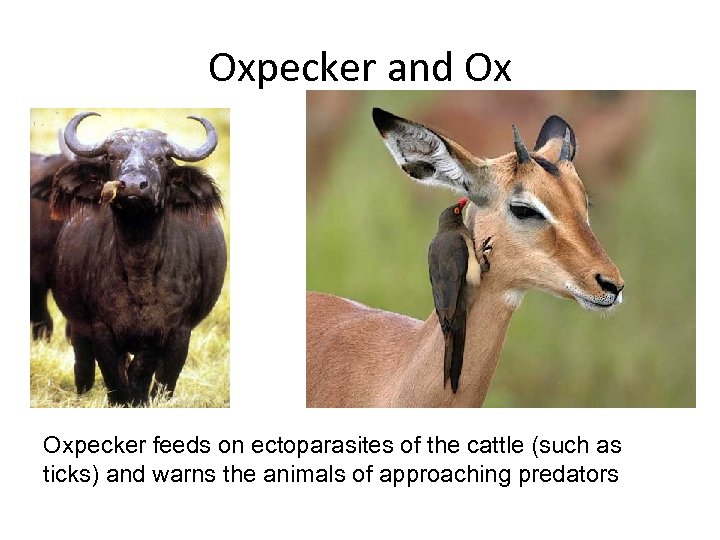 Oxpecker and Ox Oxpecker feeds on ectoparasites of the cattle (such as ticks) and