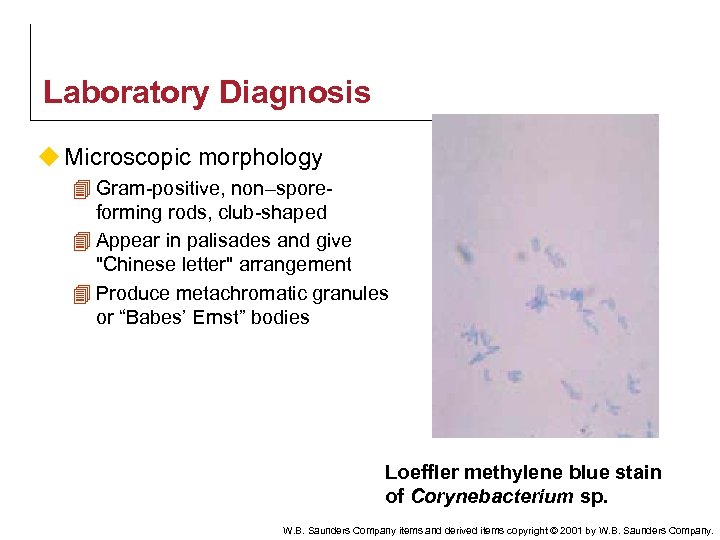 Laboratory Diagnosis u Microscopic morphology 4 Gram-positive, non–sporeforming rods, club-shaped 4 Appear in palisades