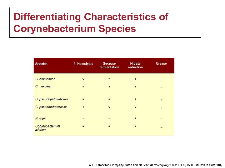 Differentiating Characteristics of Corynebacterium Species W. B. Saunders Company items and derived items copyright