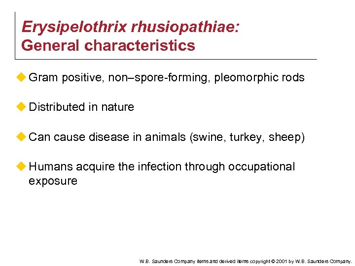 Erysipelothrix rhusiopathiae: General characteristics u Gram positive, non–spore-forming, pleomorphic rods u Distributed in nature