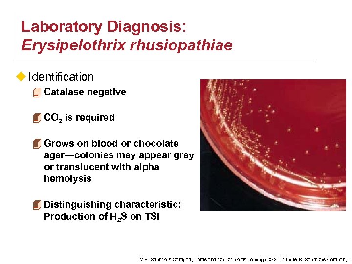 Laboratory Diagnosis: Erysipelothrix rhusiopathiae u Identification 4 Catalase negative 4 CO 2 is required