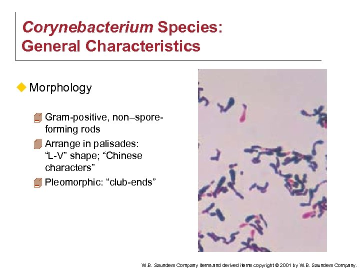 Corynebacterium Species: General Characteristics u Morphology 4 Gram-positive, non–sporeforming rods 4 Arrange in palisades: