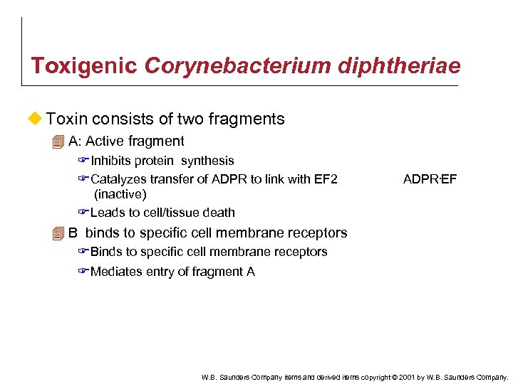 Toxigenic Corynebacterium diphtheriae u Toxin consists of two fragments 4 A: Active fragment F