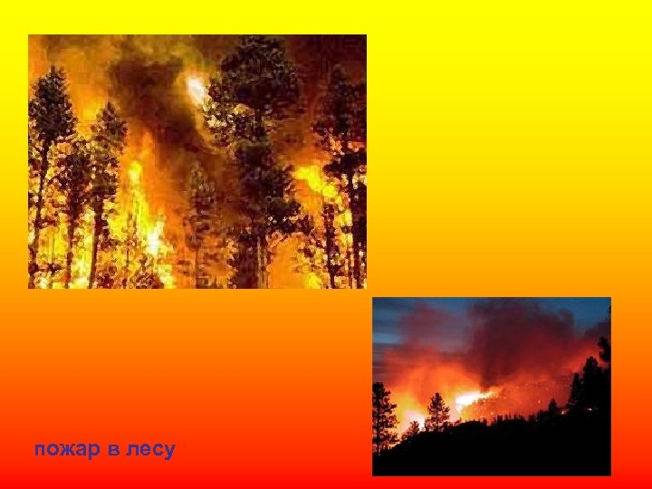 пожар в лесу 