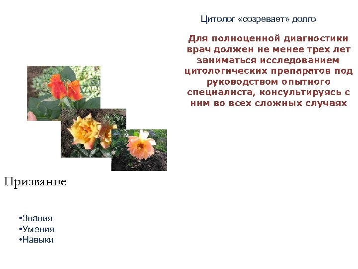 Цитолог «созревает» долго Для полноценной диагностики врач должен не менее трех лет заниматься исследованием