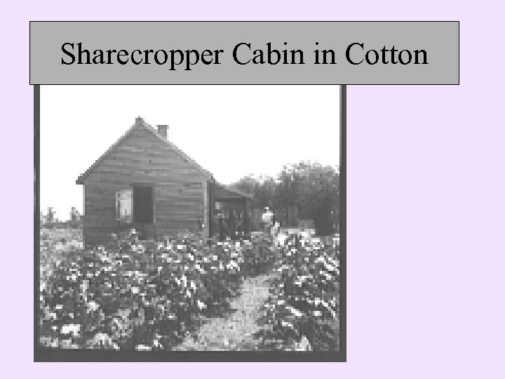 Sharecropper Cabin in Cotton 
