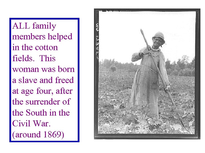 ALL family members helped in the cotton fields. This woman was born a slave