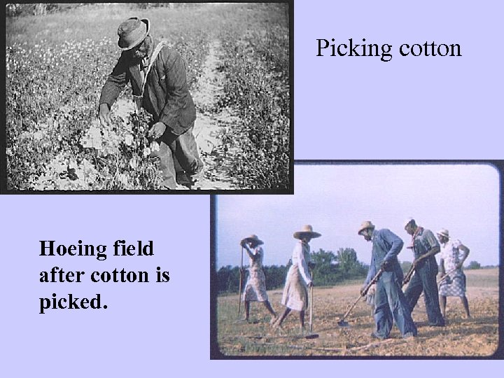 Picking cotton Hoeing field after cotton is picked. 