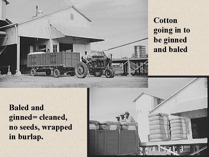 Cotton going in to be ginned and baled Baled and ginned= cleaned, no seeds,