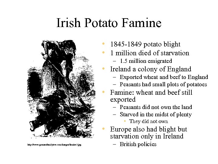 Irish Potato Famine • 1845 -1849 potato blight • 1 million died of starvation