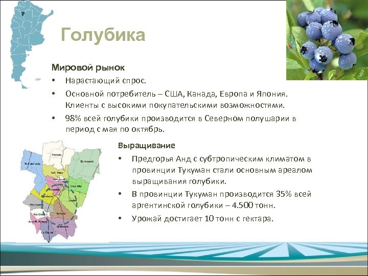 Голубика Мировой рынок • Нарастающий спрос. • Основной потребитель – США, Канада, Европа и