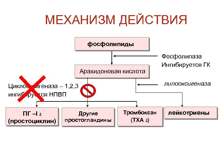 МЕХАНИЗМ ДЕЙСТВИЯ фосфолипиды Арахидоновая кислота липооксигеназа Циклооксигеназа – 1, 2, 3 ингибируется НПВП ПГ