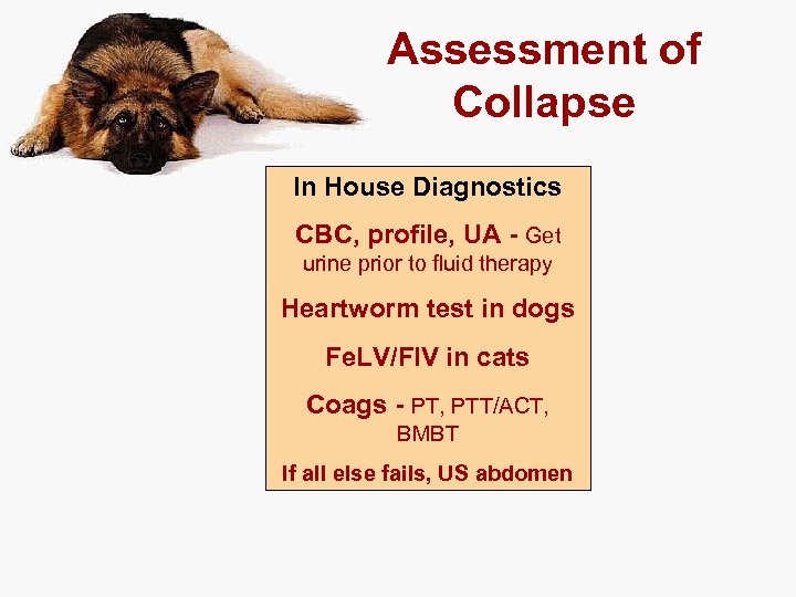 Assessment of Collapse In House Diagnostics CBC, profile, UA - Get urine prior to