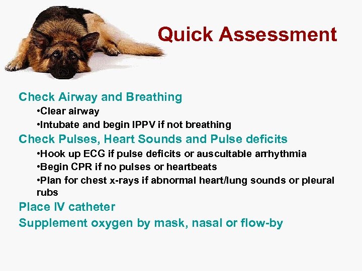 Quick Assessment Check Airway and Breathing • Clear airway • Intubate and begin IPPV