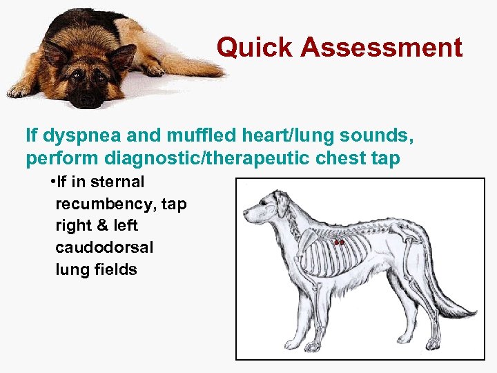 Quick Assessment If dyspnea and muffled heart/lung sounds, perform diagnostic/therapeutic chest tap • If