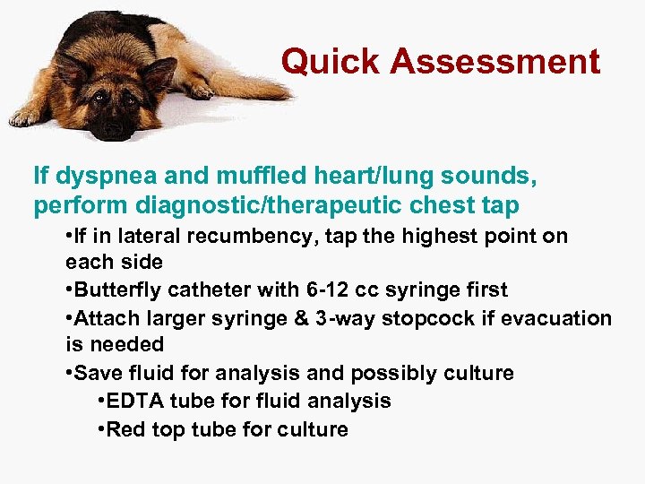 Quick Assessment If dyspnea and muffled heart/lung sounds, perform diagnostic/therapeutic chest tap • If