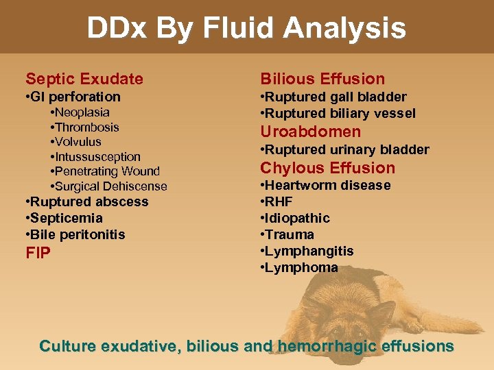 DDx By Fluid Analysis Septic Exudate Bilious Effusion • GI perforation • Ruptured gall